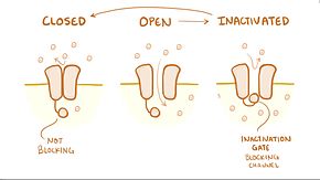 File:Neuron action potential.webm